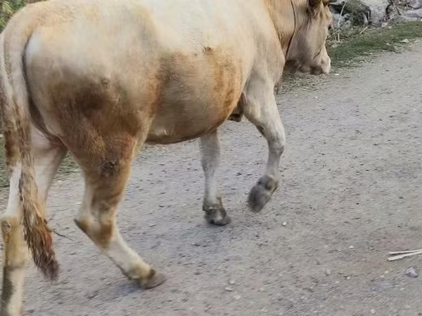 Krava, Alatau pasmina