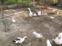 Ducks — 照片 2