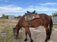 Caballo, Caballos — foto 2