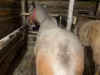 Kuda betina, Horses — foto 2