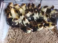 Ducks — photo 1