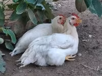 Chickens — 照片 5