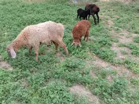 Biri-biri betina, Sheep — foto 3