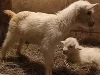 თხა, Saanen goat — ფოტო 5