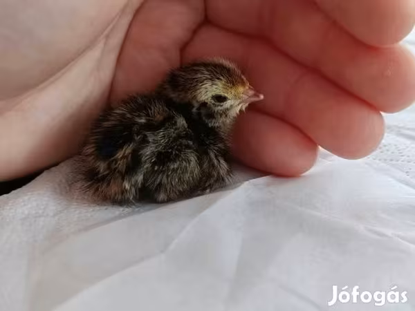 Quails