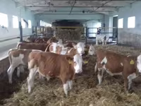 گاو نر, Simmental cattle — عکس 5