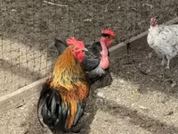 Chickens — عکس 1