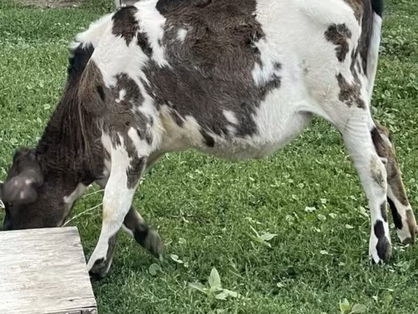 Krava, Russian Black pied cattle