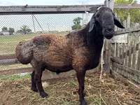 Widder, Hissar sheep — Foto 4