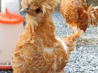 Chickens — عکس 1