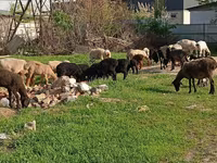 Ram, Hissar sheep — foto 8