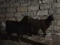 Kozel, Kozy — foto 3