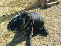 Бузғола, Kamori goats — акс 4