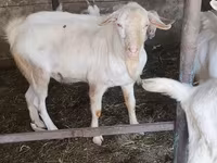 Chèvre, Saanen goat — photo 1
