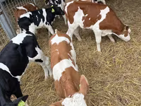 گاو نر, Simmental cattle — عکس 7