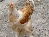 Բրահմա — լուսանկար 1