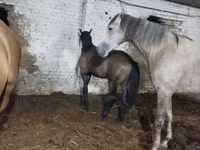 Kuda jantan, Horses — foto 1