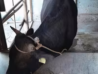 காளை, மாடுகள் — புகைப்படம் 5