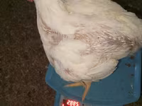 Chickens — foto 8
