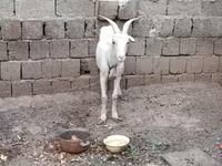 Billy Goat, Goats — photo 3