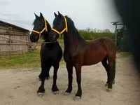 Aygır, Friesian — foto 6