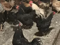 Chickens — φωτογραφία 4