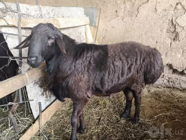 Kambing jantan, Hissar sheep
