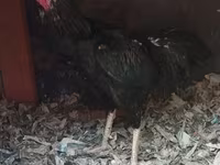 Chickens — عکس 5