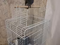 Böyük ölçülü quş qəfəsi - Material: ağ rəngli, davamlı metallik tor — zdjęcie 1