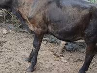 วัวตัวเมีย, Swiss cattle — รูปภาพ 5