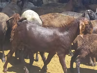 بز نر, Beetal goats — عکس 2