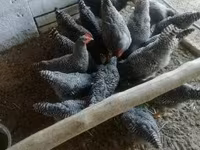 Chickens — Foto 3