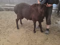 Kambing jantan, Sheep — foto 1