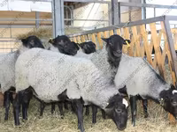 แกะตัวผู้, Dorper sheep — รูปภาพ 7