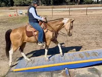 Kuda betina, Quarter Horse — foto 6