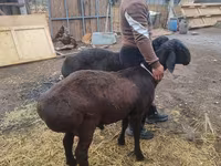 Domba jantan, Sheep — foto 1