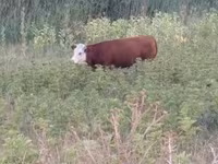 Ko, Limousin-ko. — foto 3