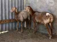 Juh, Arashan sheep — 1. fotó