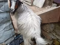بز ماده, بز — عکس 1