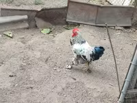 Chickens — عکس 3