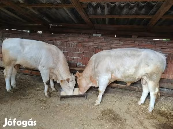 Бух, Charolais cattle