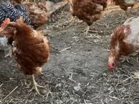 Chickens — الصورة 2