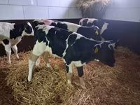 Býk, Simmental cattle — foto 5