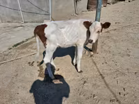 วัวตัวเมีย, Simmental cattle — รูปภาพ 1