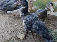 Ducks — foto 2