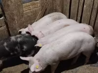 แม่สุกร, หมู — รูปภาพ 3