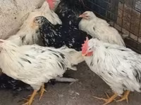 Chickens — 照片 2
