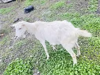 Koza, Alpine goat — foto 3