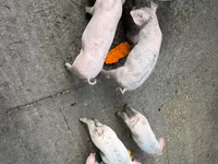 公猪 — 照片 5