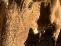 Lembu betina, Latvian Blue cattle — foto 2